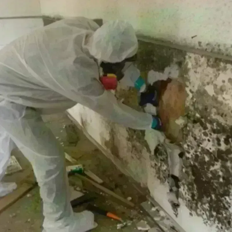 Mold Remediation and Removal in Mansfield, LA